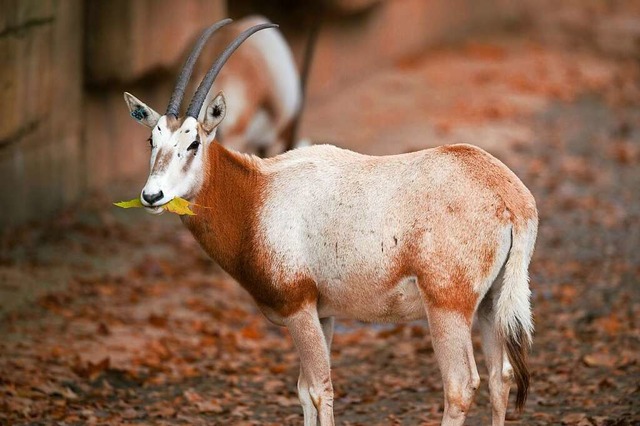 Bedrohte Art: eine Sbelzahnantilope in der Stuttgarter Wilhelma  | Foto: Lino Mirgeler (dpa)