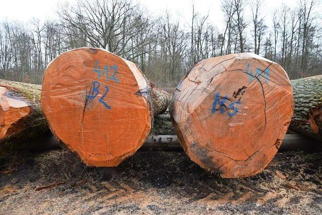 Hohe Preise bei der Ortenauer Holzversteigerung im Offenburger Stadtwald