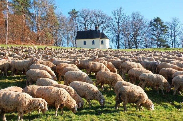 Saftige Wiesen fanden die Schafe rund um den Eichberg in Reichenbach vor.  | Foto: Wolfgang Beck