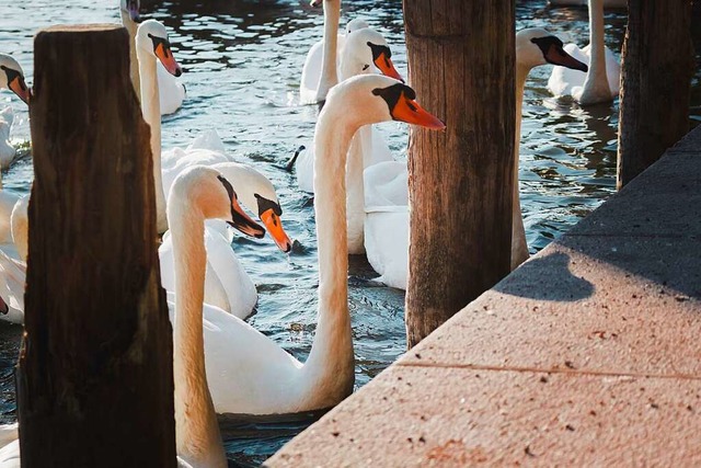 Immer mehr Vogelarten, darunter auch S...sich mit der Vogelgrippe. (Symbolbild)  | Foto: Full Frame Visuals (Adobe Stock)