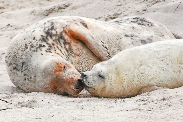 Wunderbar faules Strandleben: Eine jun...Dne vor der Hochseeinsel Helgoland.    | Foto: Bodo Marks (dpa)