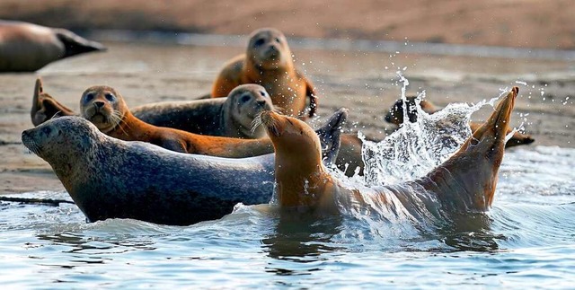 Robben sind Raubtiere, sie knnen gef... werden, wenn sie sich gestrt fhlen.  | Foto: Gareth Fuller (dpa)