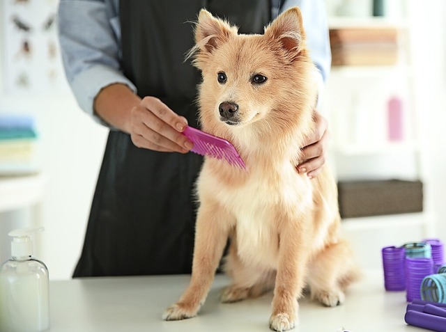 Isa Renner wei, je frher man mit der...eginnt, umso entspannter ist der Hund.  | Foto: Africa Studio - stock.adobe.com