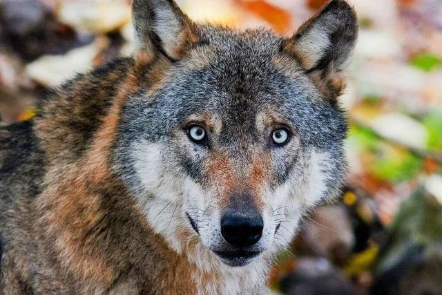 Rind in Schluchsee wurde von einem Wolf gerissen