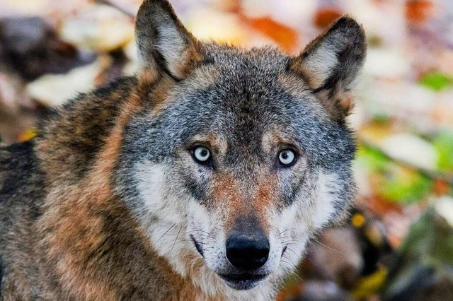 Der genetische Abstrich konnte einen Wolf mit dem Haplotyp HW02 nachweisen.  | Foto: Julian Stratenschulte (dpa)