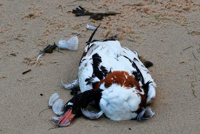 Immer wieder sterben Vgel an der Geflgelpest, auch in der Region.  | Foto: Imke Zwoch