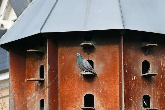 Die Stadt Lrrach halt an ihrem Taubenkonzept fest und weist Kritik zurck