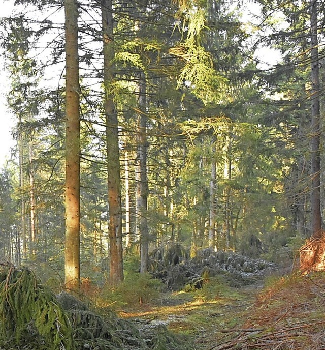 Der 58 Hektar groe kommunale Hchensc...Klimavernderungen vorbereitet werden.  | Foto: Stefan Pichler