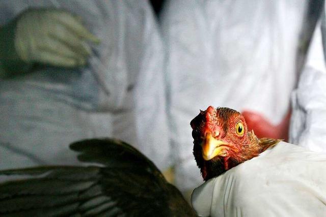 Ornithologe gibt Verhaltenstipps zur Vogelgrippe