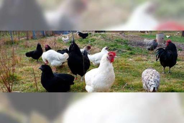 Züchter und Hühnerhalter reagieren schnell auf die Stallpflicht wegen der Vogelgrippe