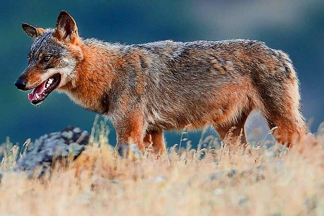 Der Wolf lebt wieder dauerhaft im Hochschwarzwald (Symbolbild).  | Foto: STAFFAN WIDSTRAND (AFP)