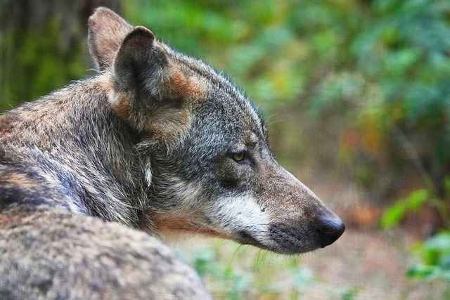 Video best�tigt Wolfspaar bei Bonndorf im Schwarzwald