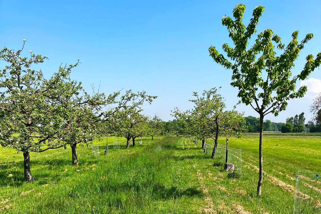 Pilotprojekt Für Streuobstwiesen Startet In Schwanau - Schwanau ...