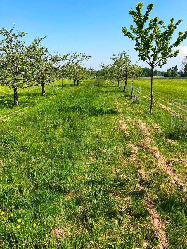 Eine Streuobstwiese im Projektgebiet Vogelsand  | Foto: Landschaftserhaltungsverband Ortenaukreis