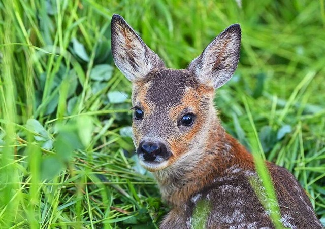 Ein Rehkitz &#8211; kein Bambi  | Foto: Patrick Pleul (dpa)