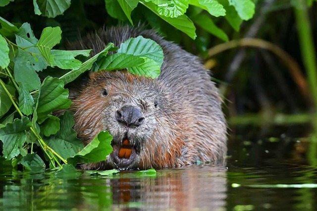 Ein Biber. Die Tiere werden in den Rheinauen wieder heimisch.  | Foto: Patrick Pleul (dpa)