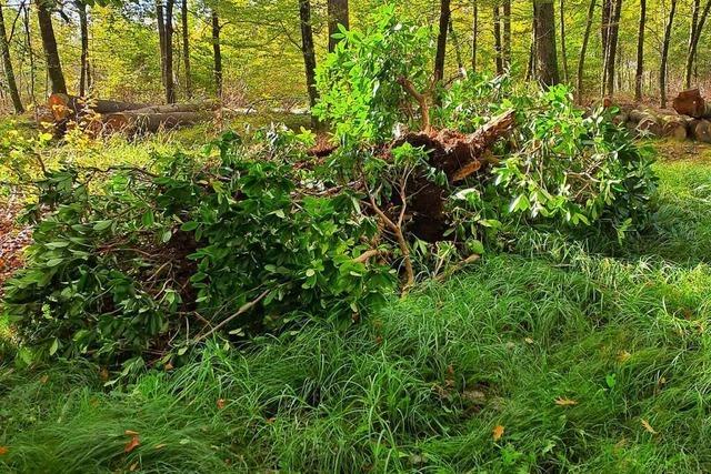 Grünschnitt aus dem Garten wird im Wald zur Gefahr