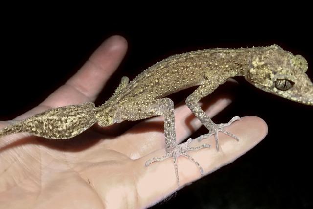 Neue Geckoart in Australien entdeckt