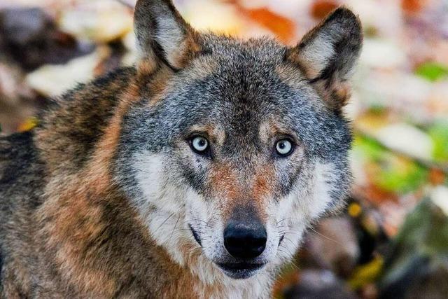 Baden-Württemberg plant Schutzmaßnahmen gegen Wolfsangriffe auf Rinder