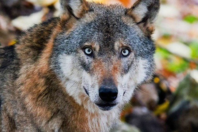 Mittlerweile wird der Wolf auch immer mehr von Rinderhaltern gefrchtet.  | Foto: Julian Stratenschulte (dpa)