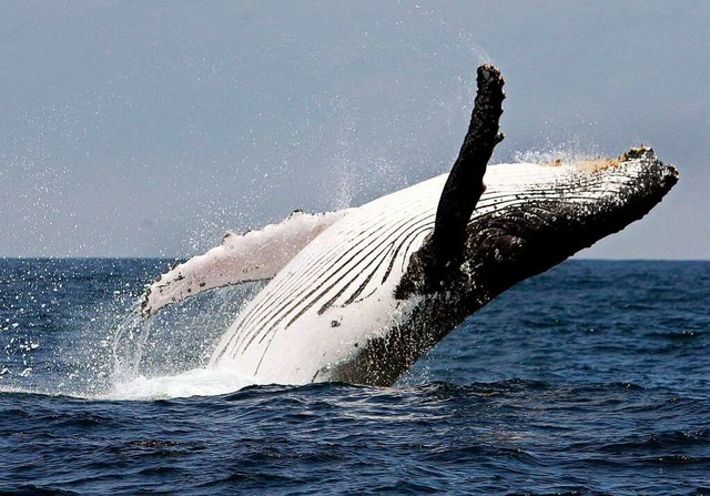 Ein Buckelwal springt vor der Kste von Ecuador aus dem Wasser.  | Foto: Jose Jacome (dpa)