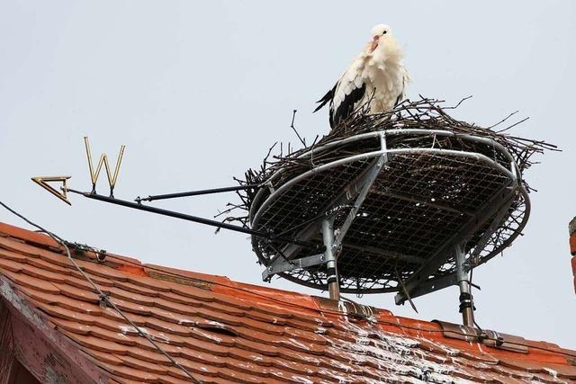 Ein Storch bezieht sein Nest in Freiburg-Tiengen – und ist noch allein
