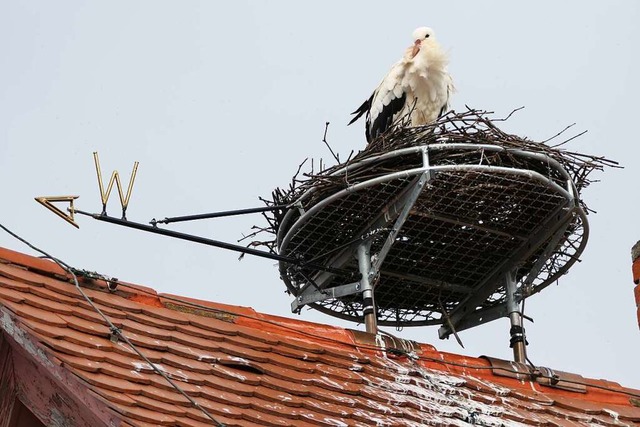 Erst fremdelte der Tiengener Storch mi...z, jetzt hat er ihn endgltig bezogen.  | Foto: Gustav Bickel