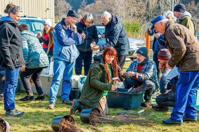 Workshop in Schnau zeigt, wie Apfelsorten erhalten werden knnen