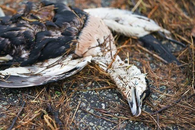 Funde toter Vgel sollen im Landkreis Lrrach gemeldet werden