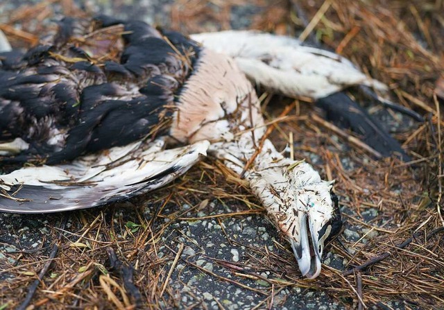 Tote Vgel, wie hier eine Eiderente an... sondern gemeldet werden (Symbolbild).  | Foto: Axel Heimken (dpa)