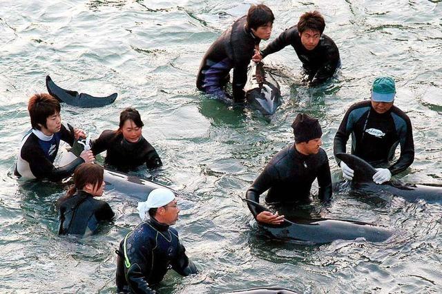 Tierschützer: Japans Delfinjäger attackierten Muttertiere mit Babys