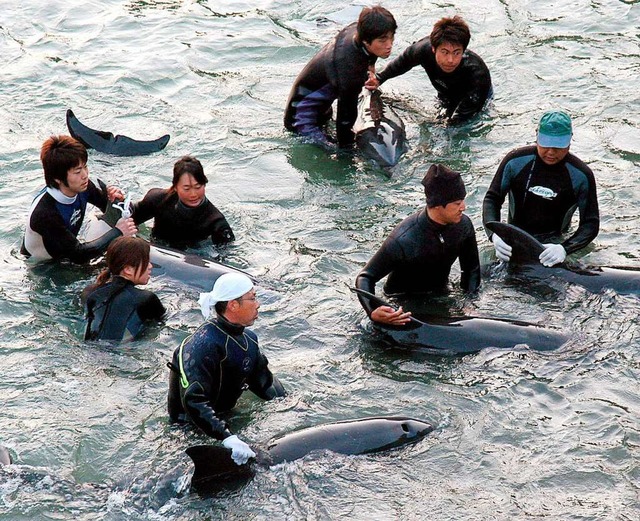 Delfin-Trainer selektieren in der Walf...gen wurden, fr Aquarien (Archivfoto).  | Foto: Lars Nicolaysen (dpa)