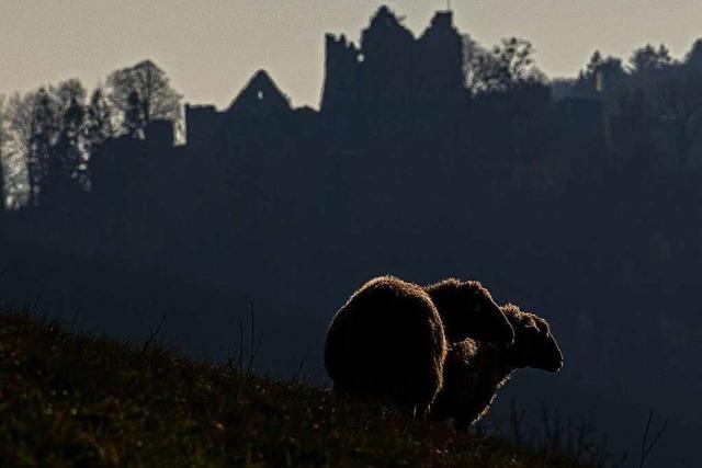 Fotos: Die schnsten Leserfotos aus dem Kreis Emmendingen im Februar