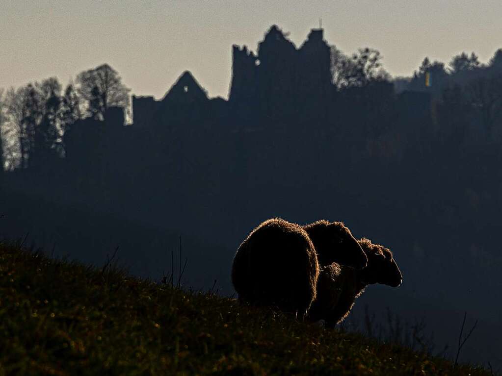 Die Schafe grasen auf den Wiesen rund um die Hochburg.