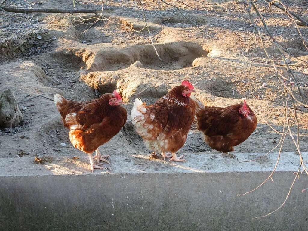 Wie die Hhner auf der Stange.