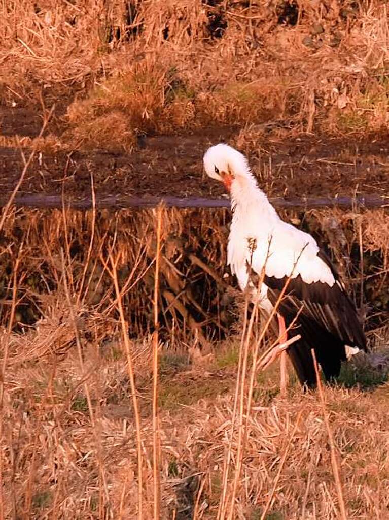 Ein  Storch, der mit seinem Frhjahrsputz beschftigt ist.