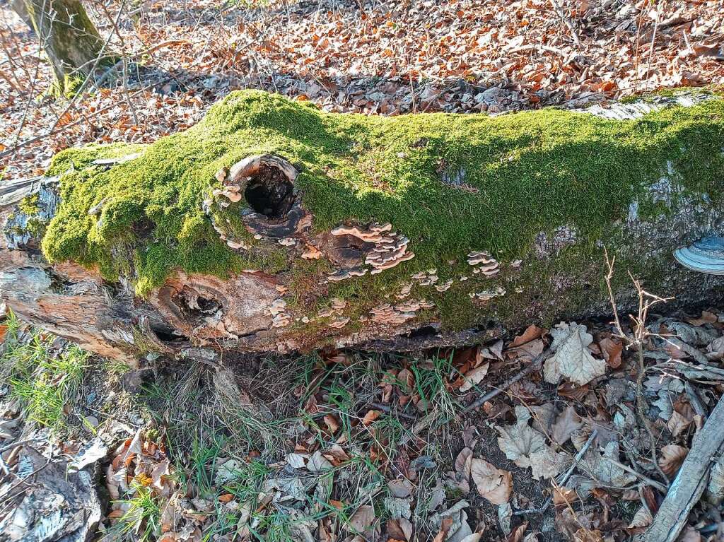 <Soloanlauf>Vermooste berreste</Soloanlauf> eines prhistorischen Krokodils? Eher ein Hinweis auf einen Zauberwald in Freiamt.