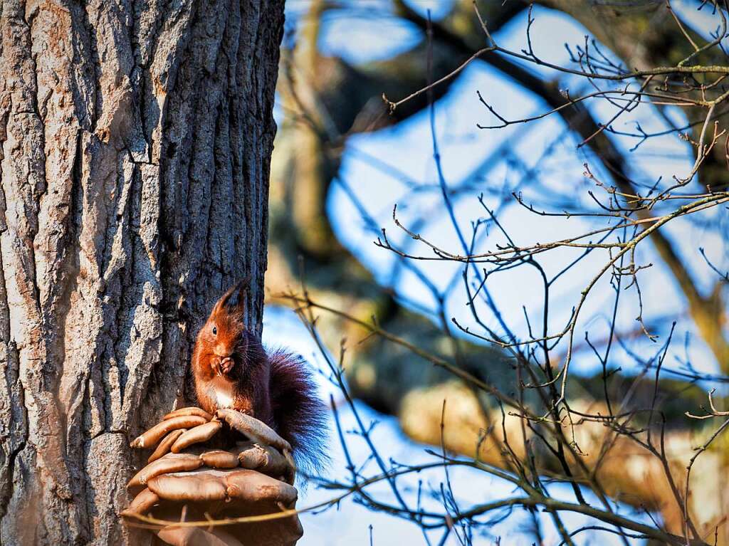 Ein flinkes Eichhrnchen knabbert an einem Pilz herum.