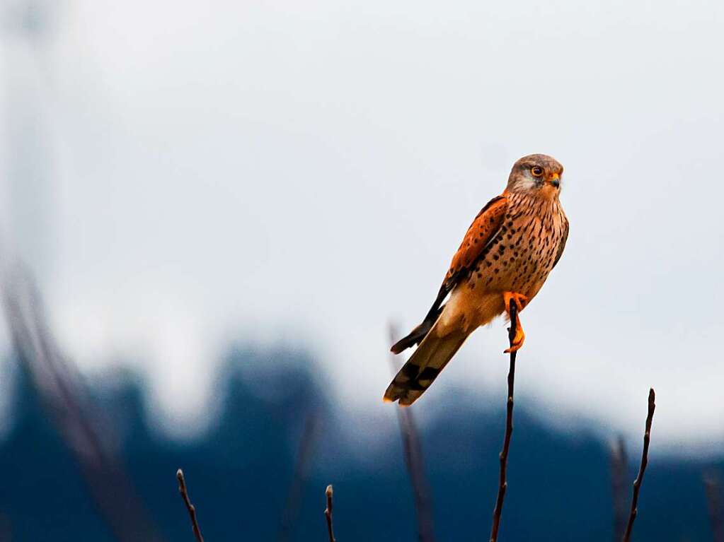 Ein Turmfalke balanciert auf  einem hauchdnnen Zweig.