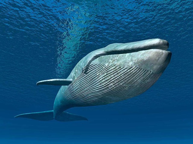 Das Hochsee-Abkommen knnte ein Durchb...den. Im Foto ist ein Blauwal zu sehen.  | Foto: Michael Rosskothen  (stock.adobe.com)