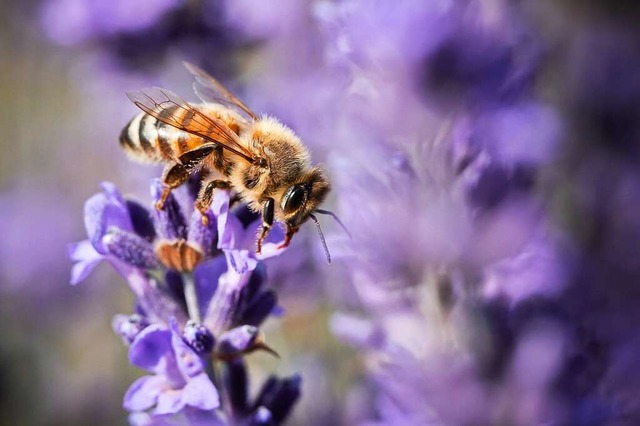 Da fhlen sich Bienen wohl: auf einer Lavendelblte  | Foto: Silas Stein (dpa)