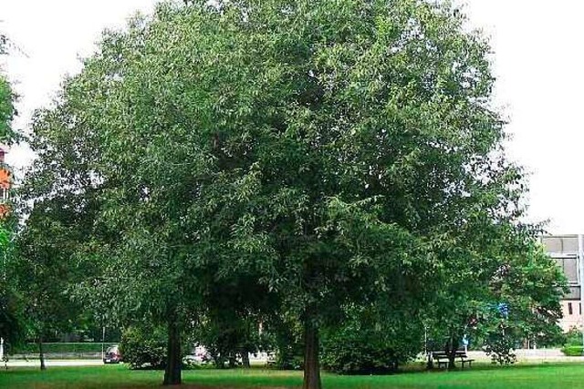 So sieht ein Zrgelbaum aus, wenn er gro und stark ist.  | Foto: bz