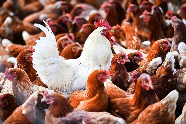Die Stallpflicht wegen Vogelgrippe wird im Kreis Lrrach verlngert