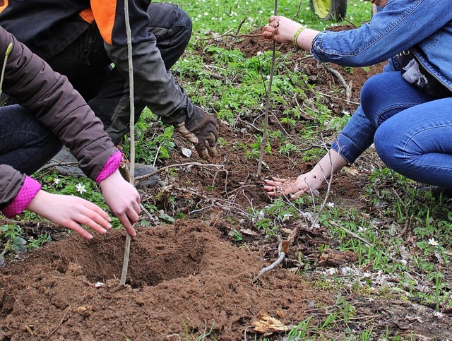 Fr jedes Mitglied wird ein Baum gepflanzt &#8211; der Umwelt zuliebe.  | Foto: Annika Sindlinger