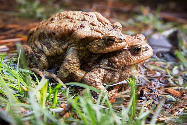 Selbst die Bestnde der Erdkrte, eine...en heimischen Amphibien, gehen zurck.  | Foto: Arno Balzarini