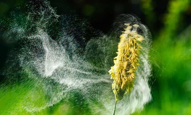 Auch die Konzentration von Pollen wird untersucht.  | Foto: Kottmann