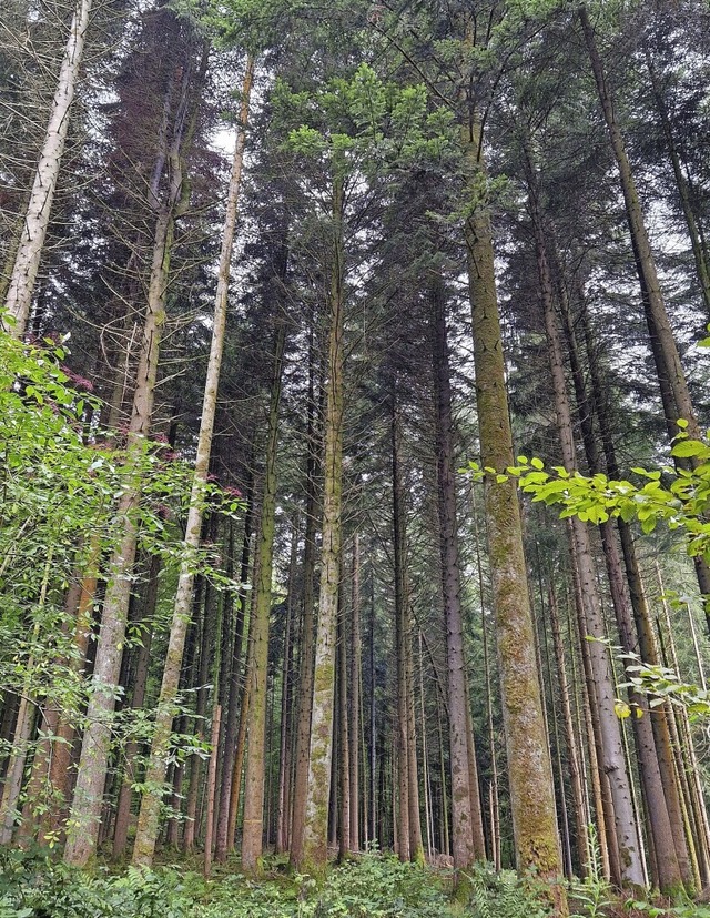 Der Lrracher Stadtwald, hier bei der ...eiterhin vom Landkreis bewirtschaftet.  | Foto: Maja Tolsdorf