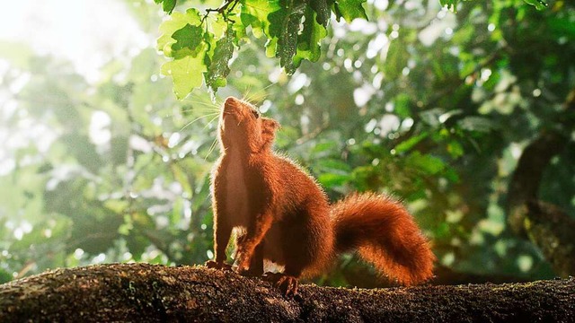 Das Eichhrnchen ist nur eines der vie...tten des Waldes von Sologne bevlkern.  | Foto: Gaumont / X-Verleih