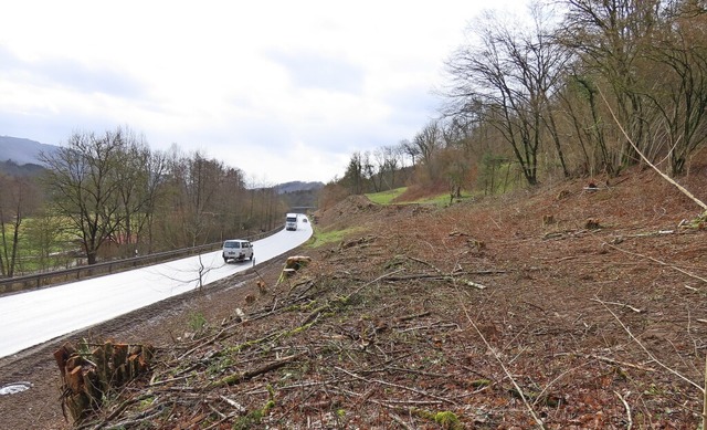 An der B 518 nrdlich von Wehr sind viele Bume gefllt worden.   | Foto: Gerd Leutenecker