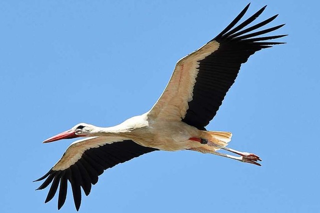 Storch im Anflug  | Foto: Rita Eggstein